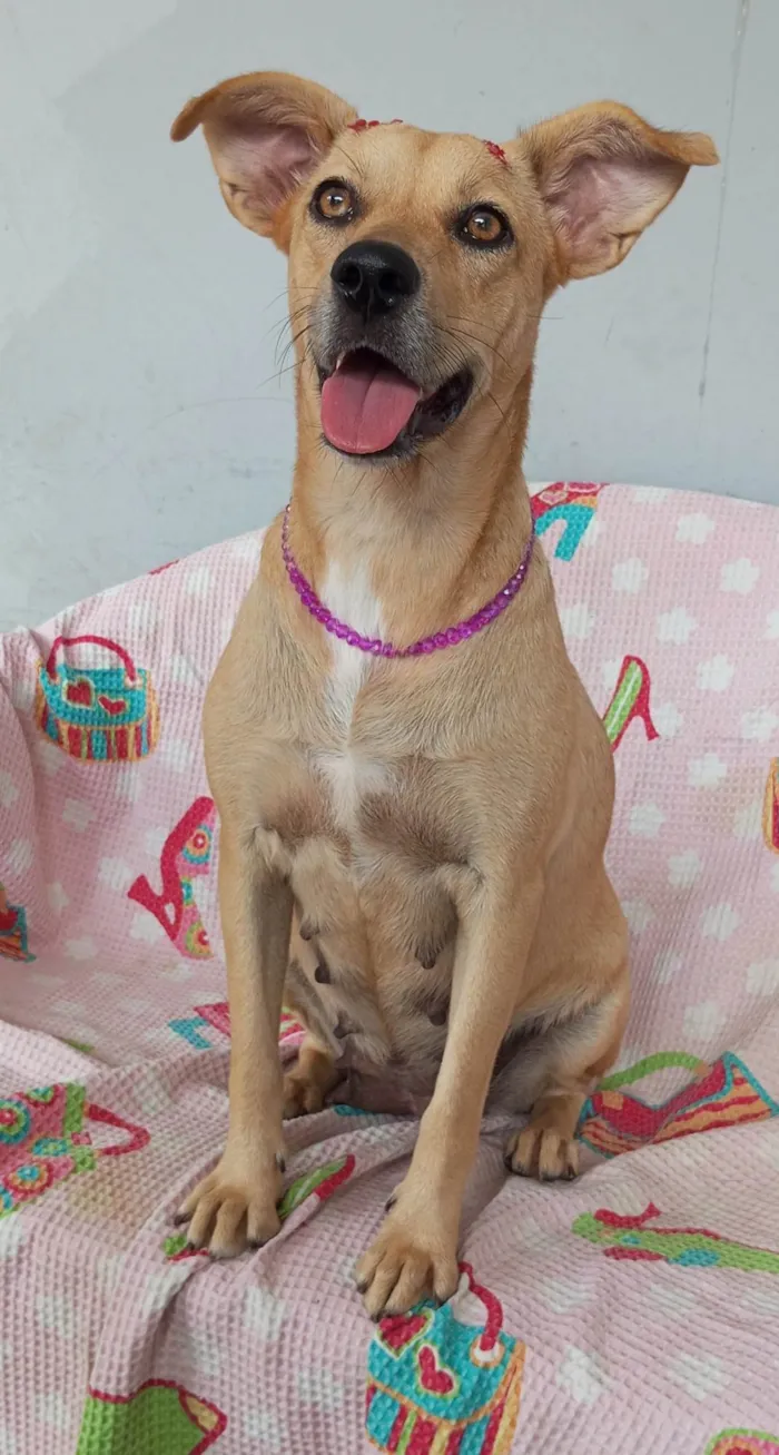 Cachorro ra a SRD-ViraLata idade 2 anos nome Mel