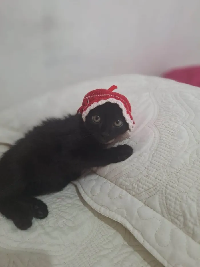 Gato ra a SRD-ViraLata idade Abaixo de 2 meses nome Zoe