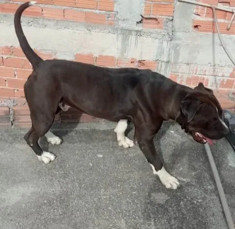 Cachorro ra a Pit-Bull idade 3 anos nome Zeus