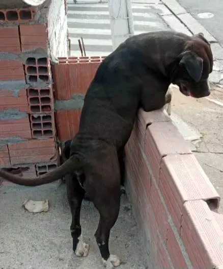 Cachorro ra a Pit-Bull idade 3 anos nome Zeus