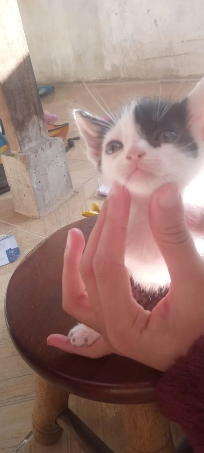 Gato ra a SRD-ViraLata idade 2 a 6 meses nome Gatinhos 