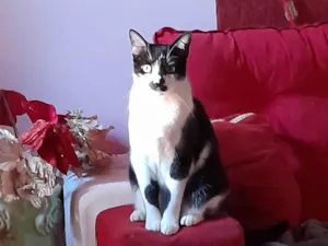 Gato raça SRD-ViraLata idade Abaixo de 2 meses nome Nego