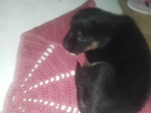 Cachorro raça Rottweiler idade 2 a 6 meses nome Viola 