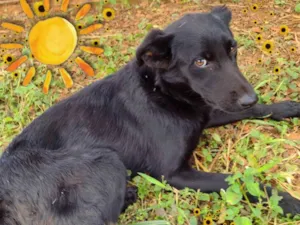 Cachorro raça SRD-ViraLata idade 2 a 6 meses nome Black