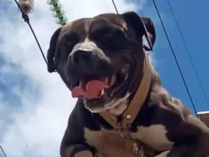 Cachorro raça Pit-Bull idade 3 anos nome Zeus