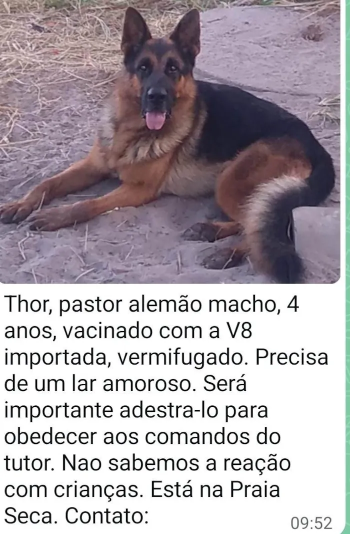 Cachorro ra a Pastor Alemão idade 4 anos nome Thor