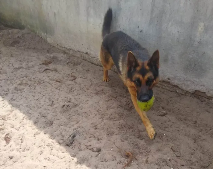 Cachorro ra a Pastor Alemão idade 4 anos nome Thor