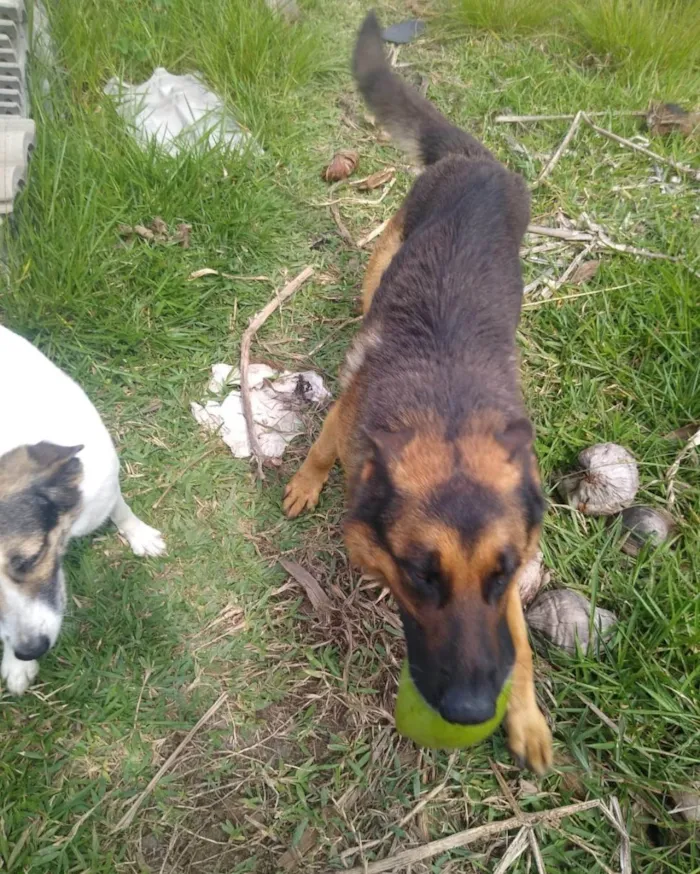 Cachorro ra a Pastor Alemão idade 4 anos nome Thor