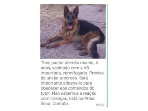 Cachorro raça Pastor Alemão idade 4 anos nome Thor