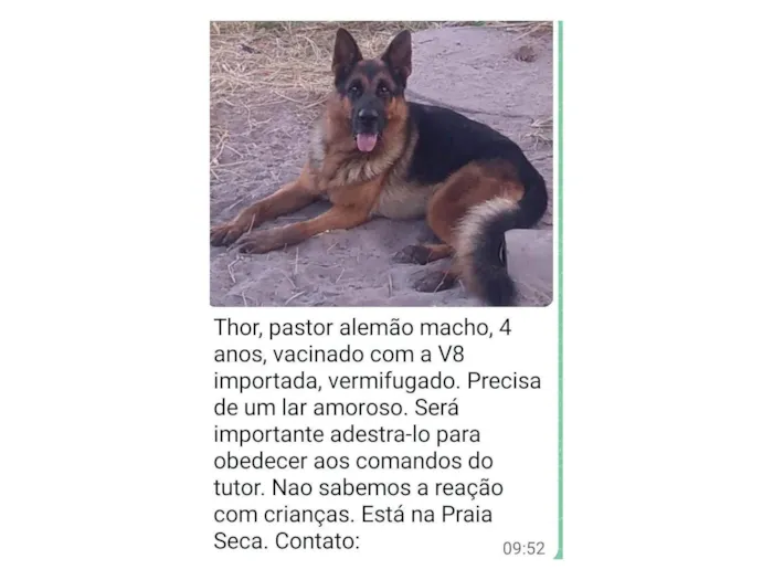 Cachorro ra a Pastor Alemão idade 4 anos nome Thor