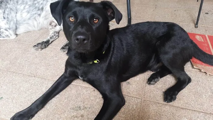 Cachorro ra a SRD-ViraLata idade 1 ano nome Pantera