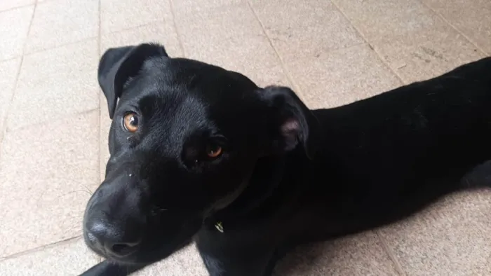 Cachorro ra a SRD-ViraLata idade 1 ano nome Pantera