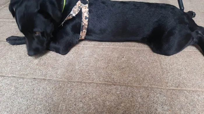 Cachorro ra a SRD-ViraLata idade 1 ano nome Pantera