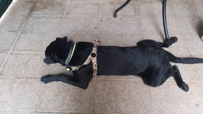 Cachorro ra a SRD-ViraLata idade 1 ano nome Pantera