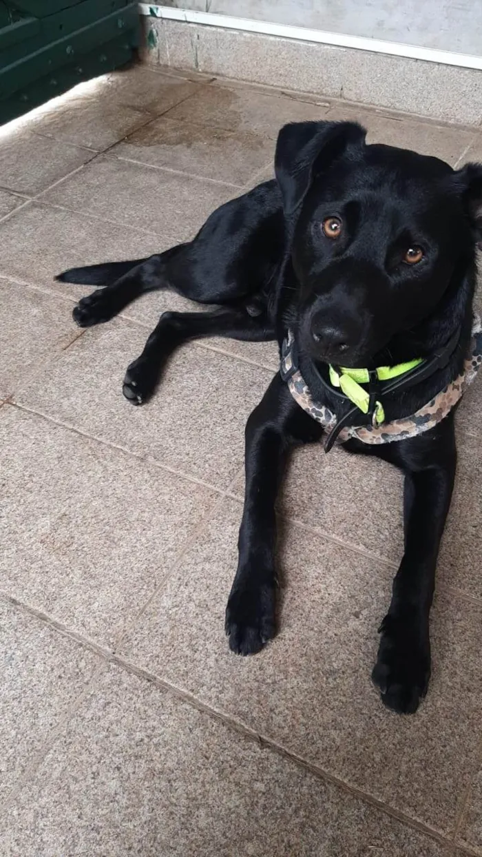 Cachorro ra a SRD-ViraLata idade 1 ano nome Pantera