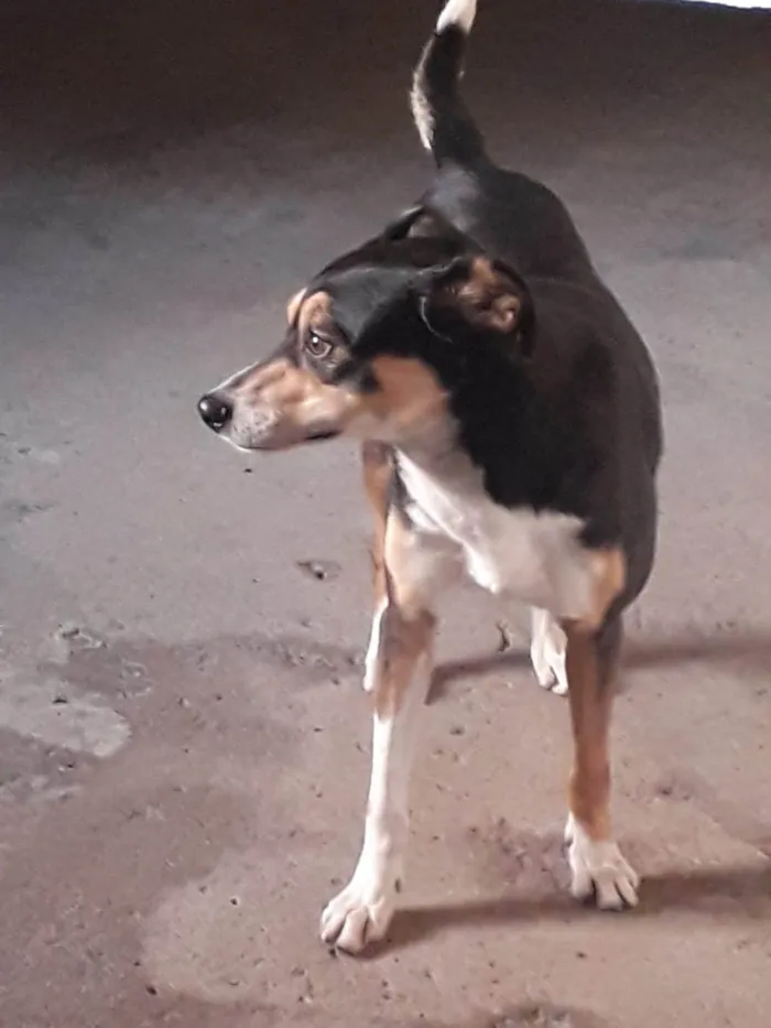 Cachorro ra a SRD-ViraLata idade 4 anos nome Zeus