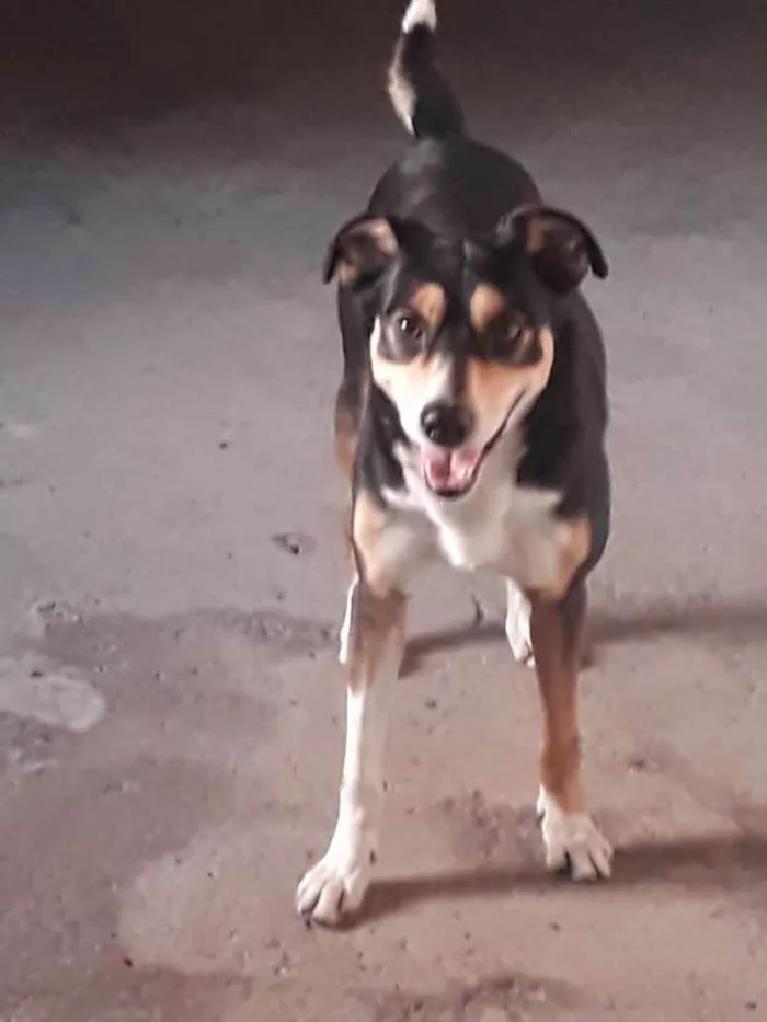 Cachorro ra a SRD-ViraLata idade 4 anos nome Zeus