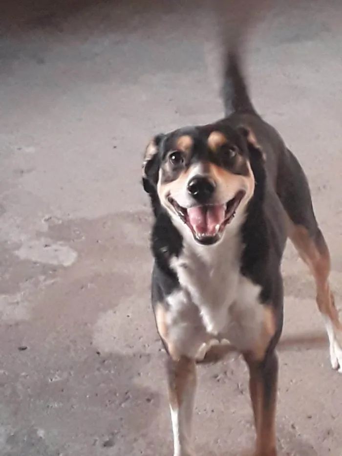 Cachorro ra a SRD-ViraLata idade 4 anos nome Zeus