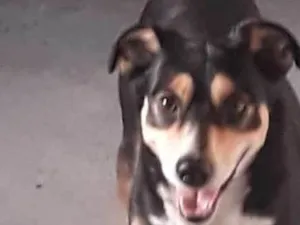 Cachorro raça SRD-ViraLata idade 4 anos nome Zeus