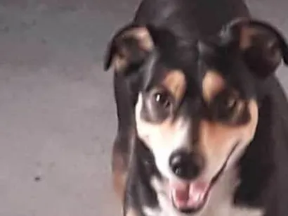 Cachorro raça SRD-ViraLata idade 4 anos nome Zeus