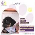 Juno