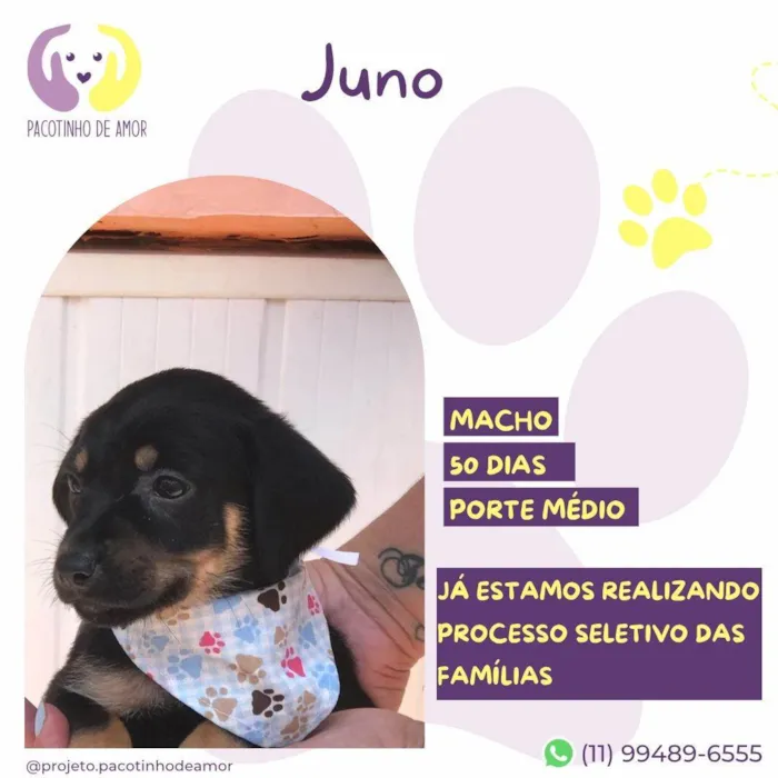 Cachorro ra a SRD-ViraLata idade 2 a 6 meses nome Juno