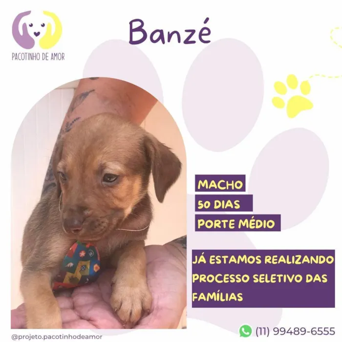 Cachorro ra a SRD-ViraLata idade 2 a 6 meses nome Banzé