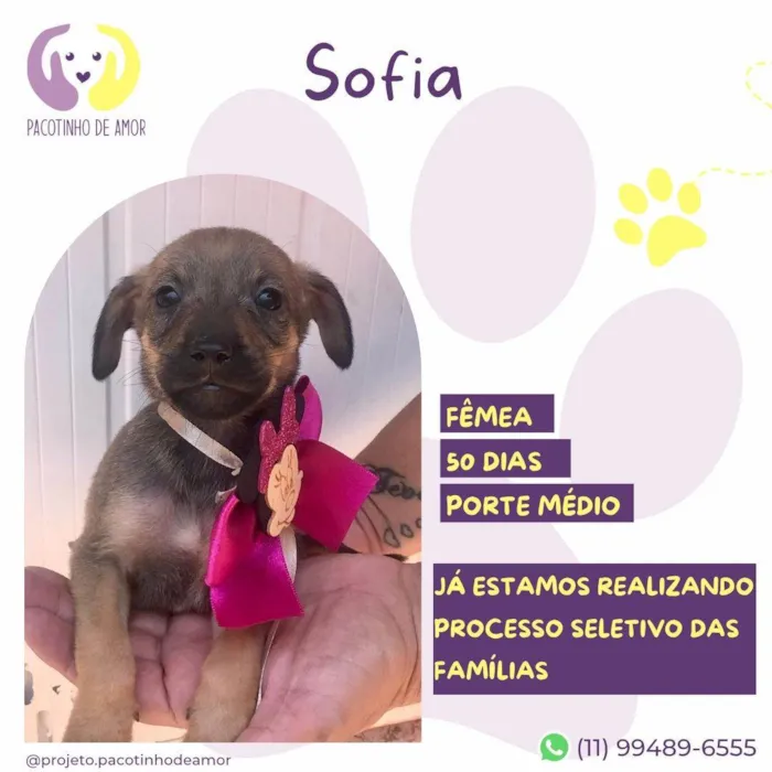 Cachorro ra a SRD-ViraLata idade 2 a 6 meses nome Sofia