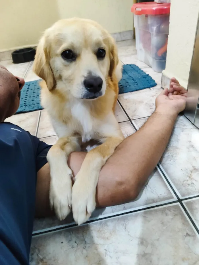 Cachorro ra a SRD-ViraLata idade 1 ano nome Luke