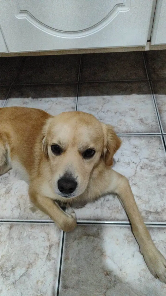 Cachorro ra a SRD-ViraLata idade 1 ano nome Luke