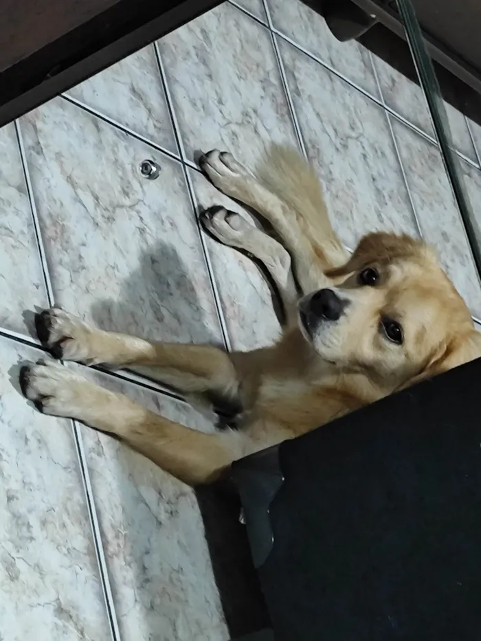 Cachorro ra a SRD-ViraLata idade 1 ano nome Luke