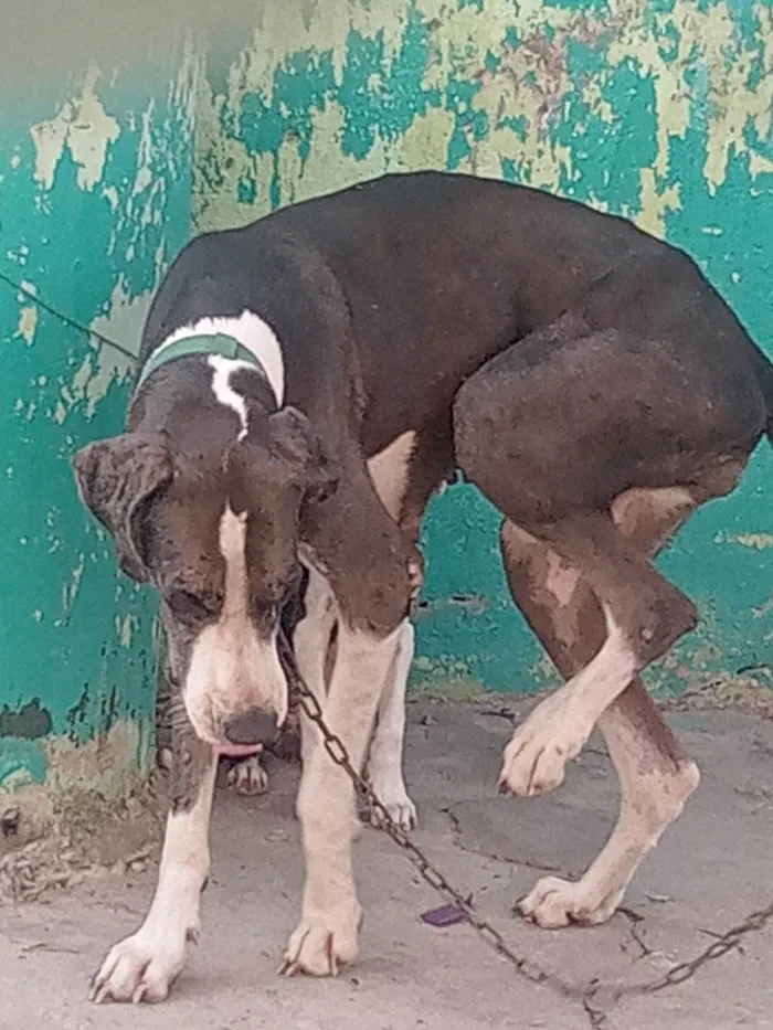 Cachorro ra a Dogue Alemão idade 3 anos nome Ayla