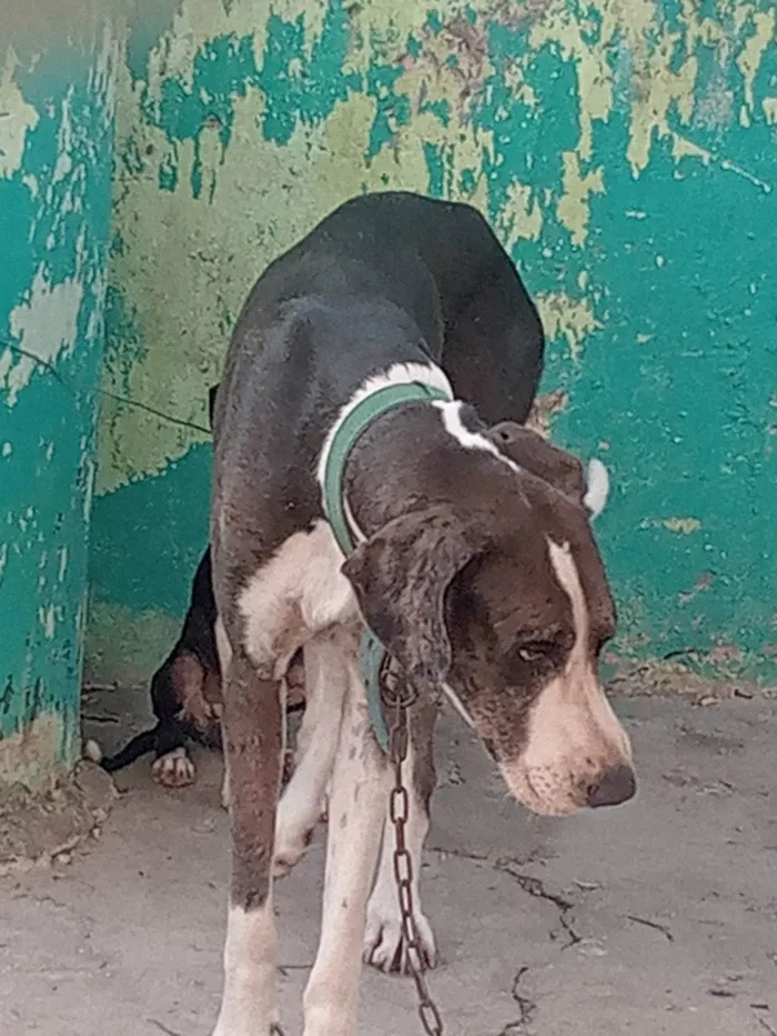 Cachorro ra a Dogue Alemão idade 3 anos nome Ayla