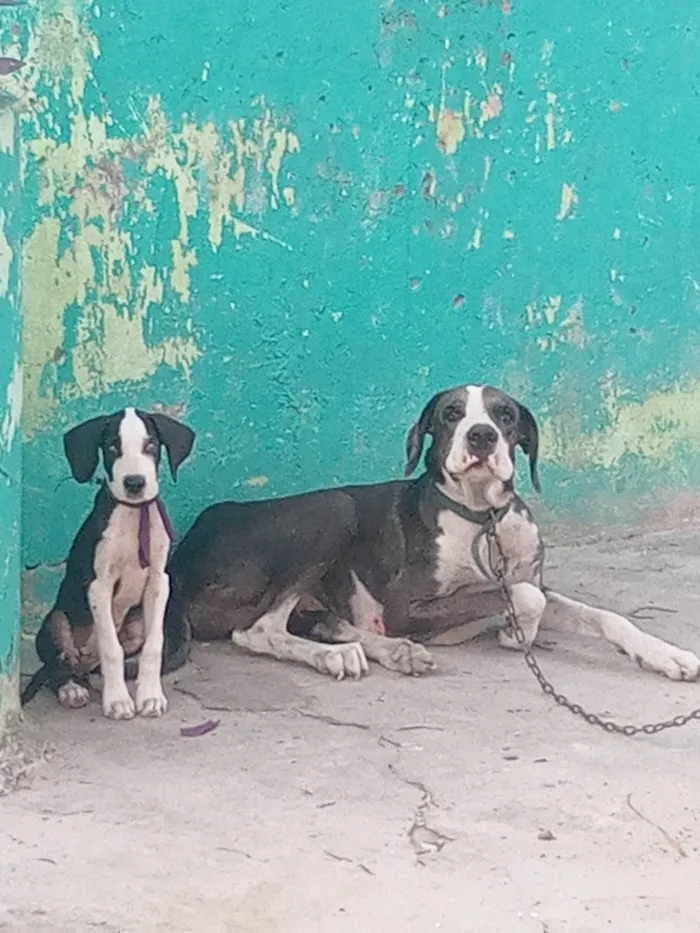 Cachorro ra a Dogue Alemão idade 3 anos nome Ayla