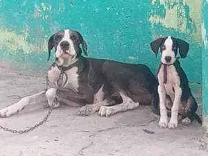 Cachorro raça Dogue Alemão idade 3 anos nome Ayla