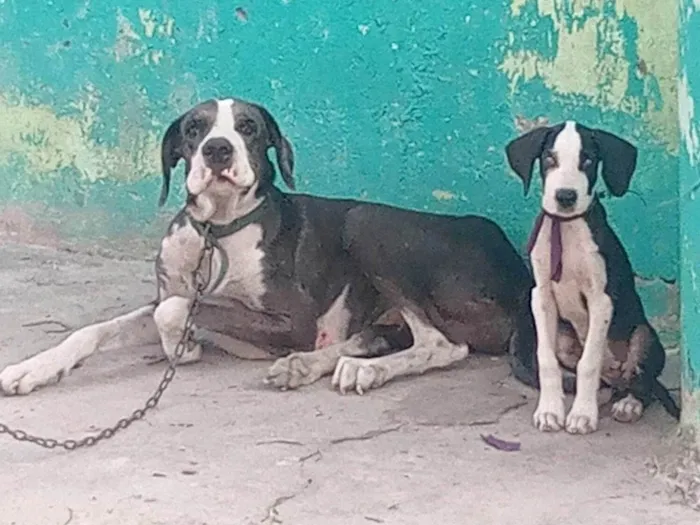 Cachorro ra a Dogue Alemão idade 3 anos nome Ayla