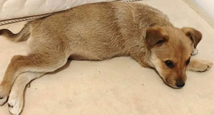 Cachorro ra a SRD-ViraLata idade 2 a 6 meses nome Thurder 