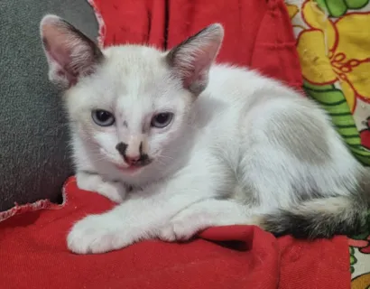 Gato raça SRD-ViraLata idade 2 a 6 meses nome Gatinhos filhotes