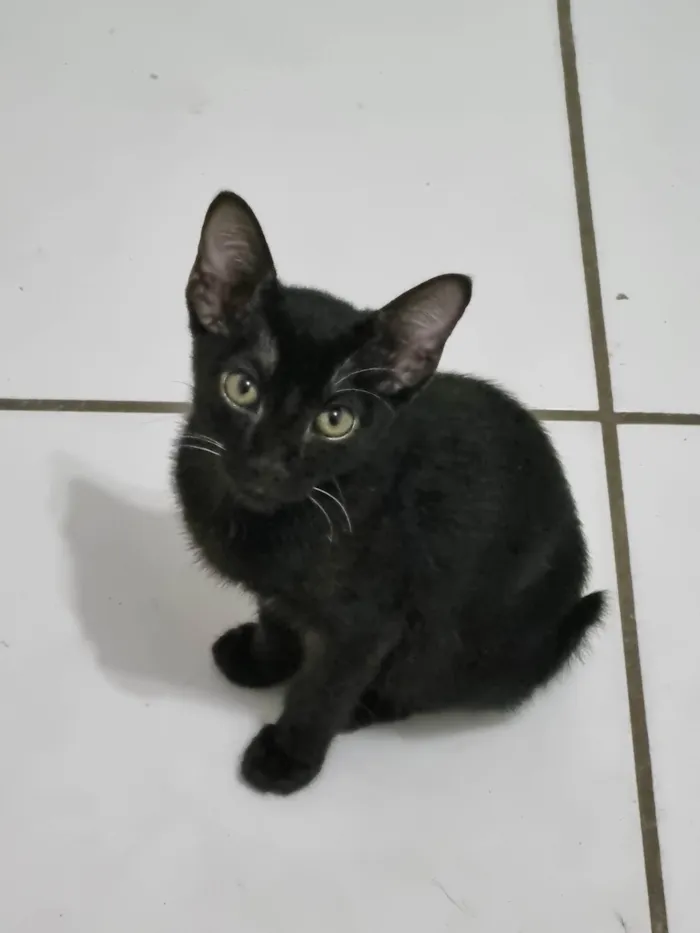 Gato ra a SRD-ViraLata idade 2 a 6 meses nome Gatinhos filhotes