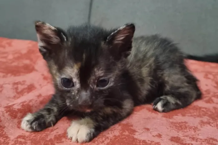 Gato ra a SRD-ViraLata idade 2 a 6 meses nome Gatinhos filhotes