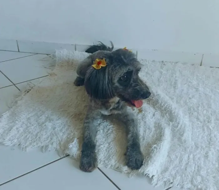 Cachorro ra a Poodle idade 3 anos nome Amora 