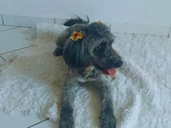 Cachorro ra a Poodle idade 3 anos nome Amora 