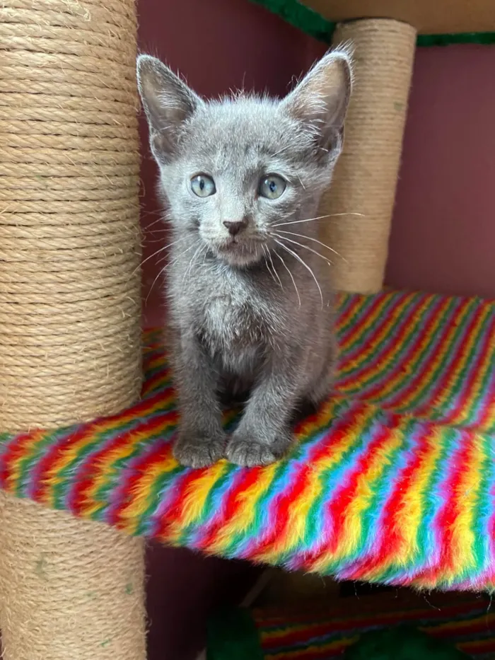 Gato ra a SRD-ViraLata idade Abaixo de 2 meses nome Rafael