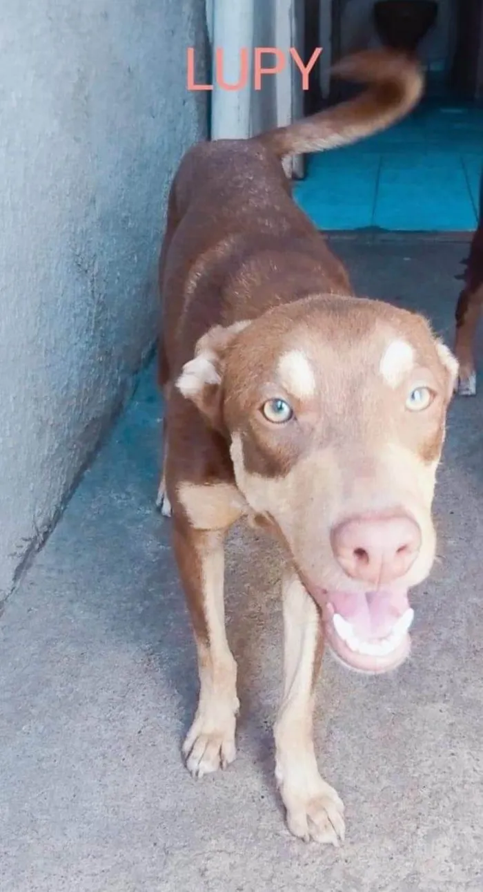 Cachorro ra a SRD-ViraLata idade 2 anos nome Thor e lupy 