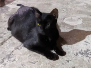 Gato raça SRD-ViraLata idade 1 ano nome Estrela