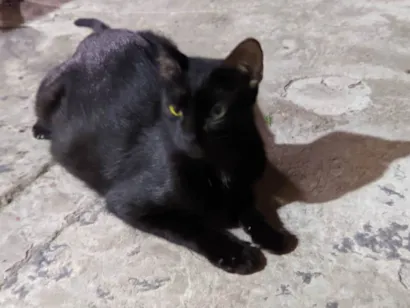 Gato raça SRD-ViraLata idade 1 ano nome Estrela