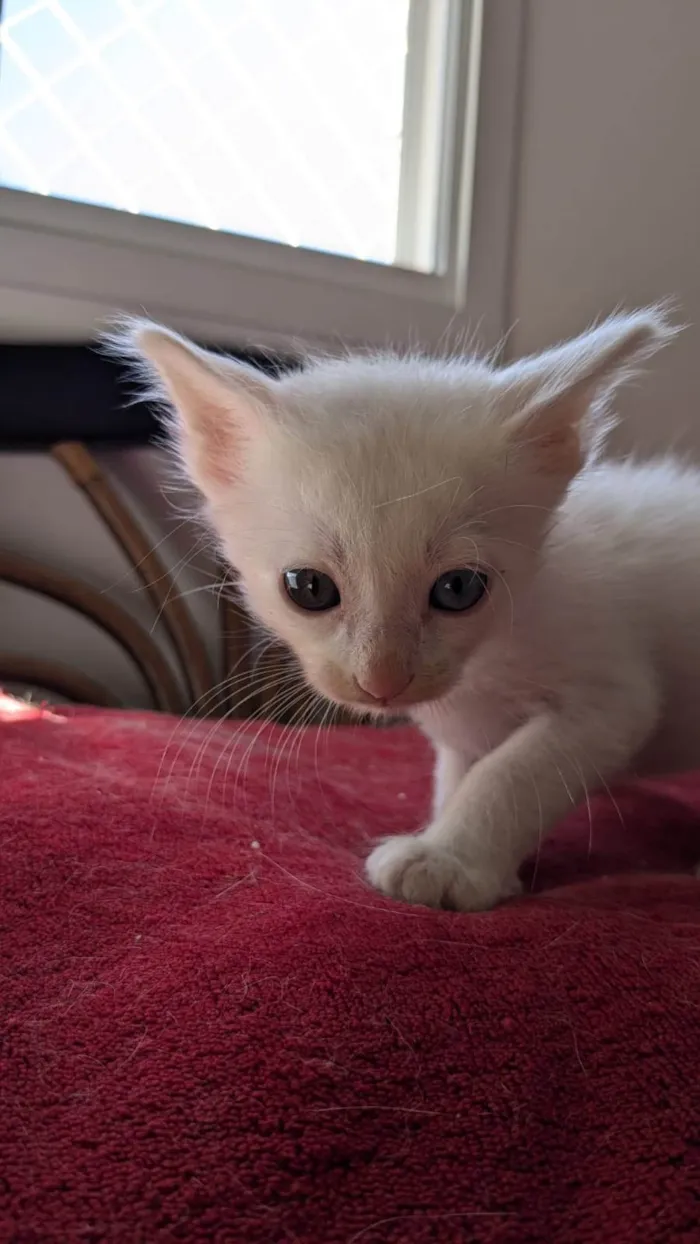 Gato ra a SRD-ViraLata idade Abaixo de 2 meses nome Floquinho