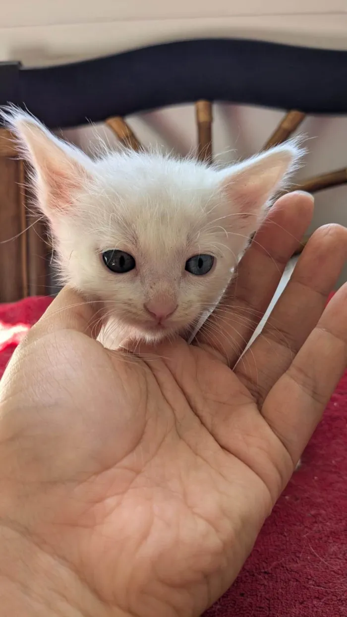 Gato ra a SRD-ViraLata idade Abaixo de 2 meses nome Floquinho