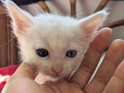 Gato raça SRD-ViraLata idade Abaixo de 2 meses nome Floquinho