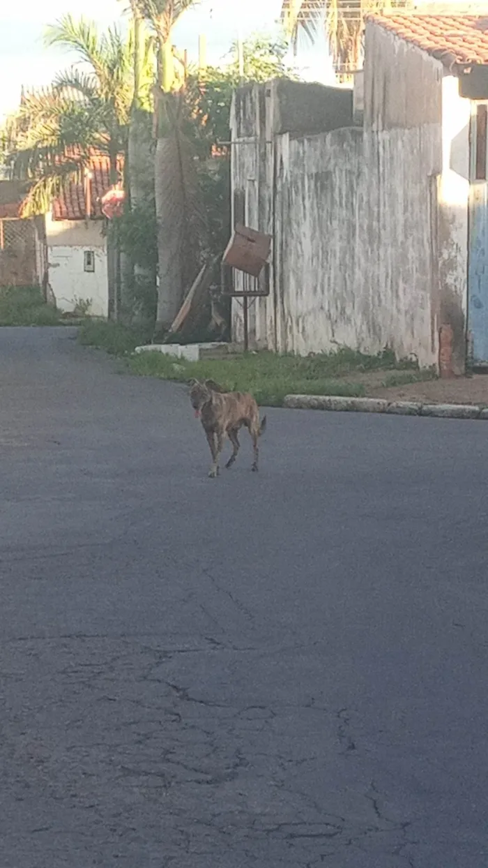 Cachorro ra a SRD-ViraLata idade 4 anos nome Vanessa Cardoso de Menezes